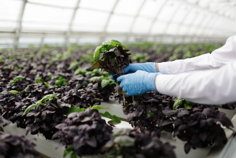 الزراعة بدون تربة: دليل عملي للاستثمار الذكي في السعودية