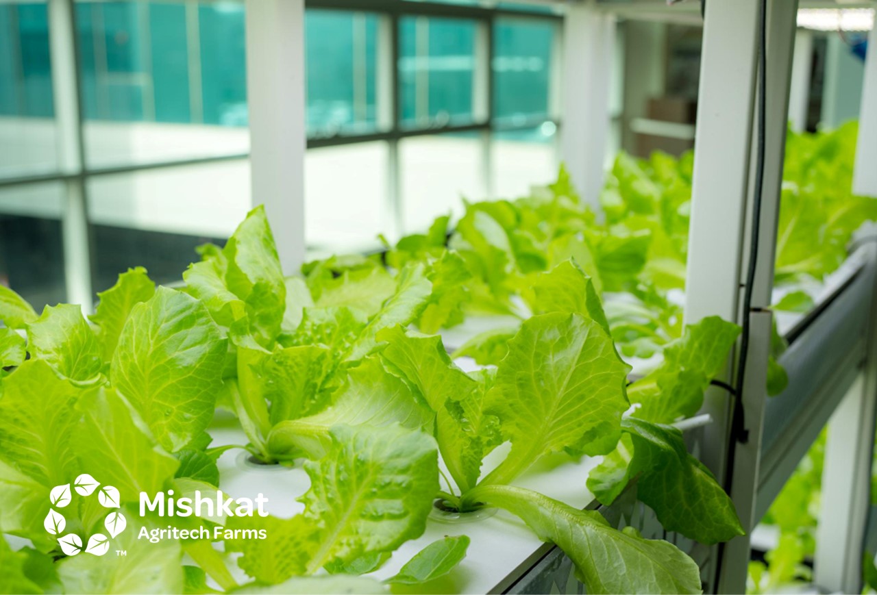 Aquaponics in Saudi Arabia
