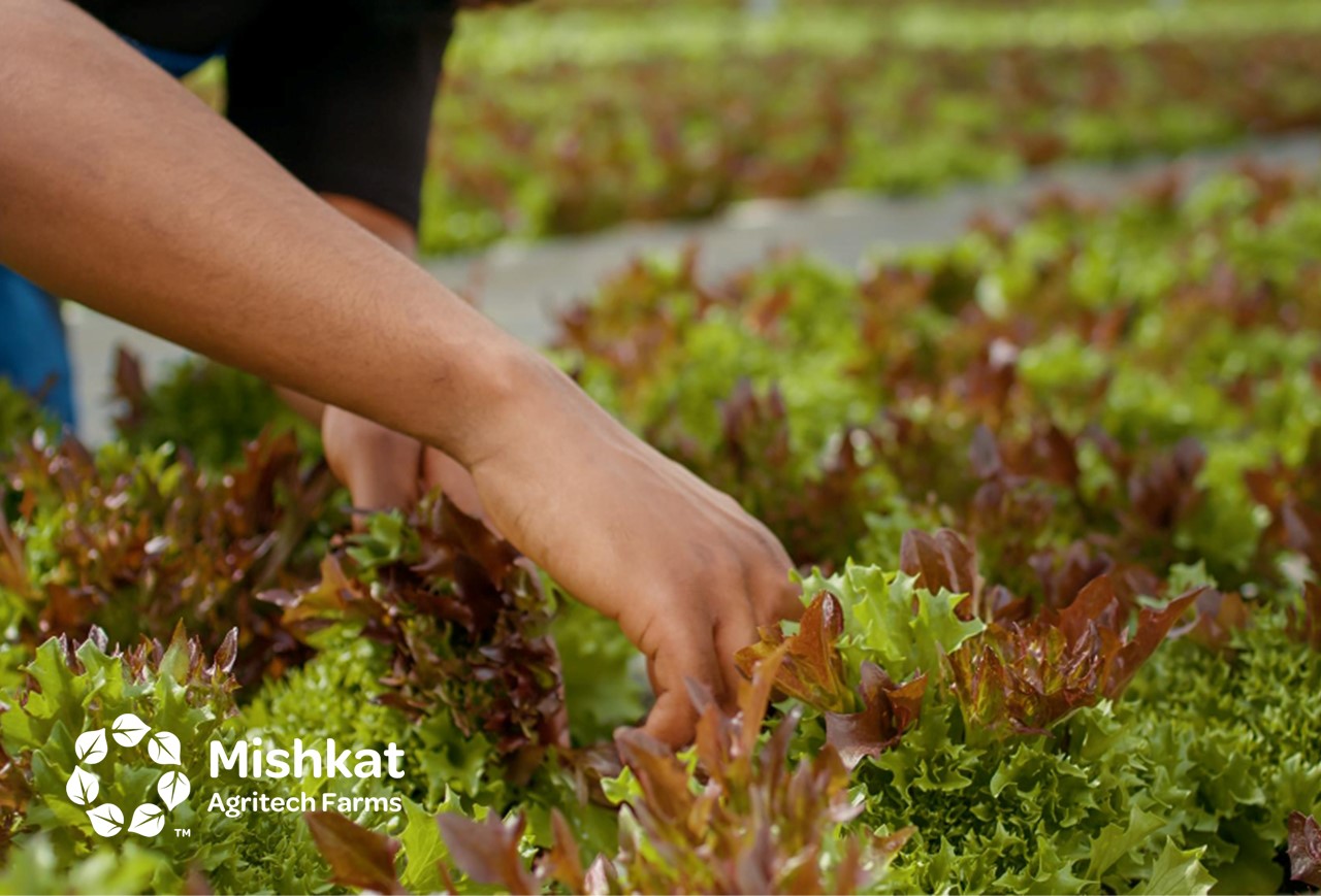 Aquaponics in Saudi Arabia - Aquaponic systems