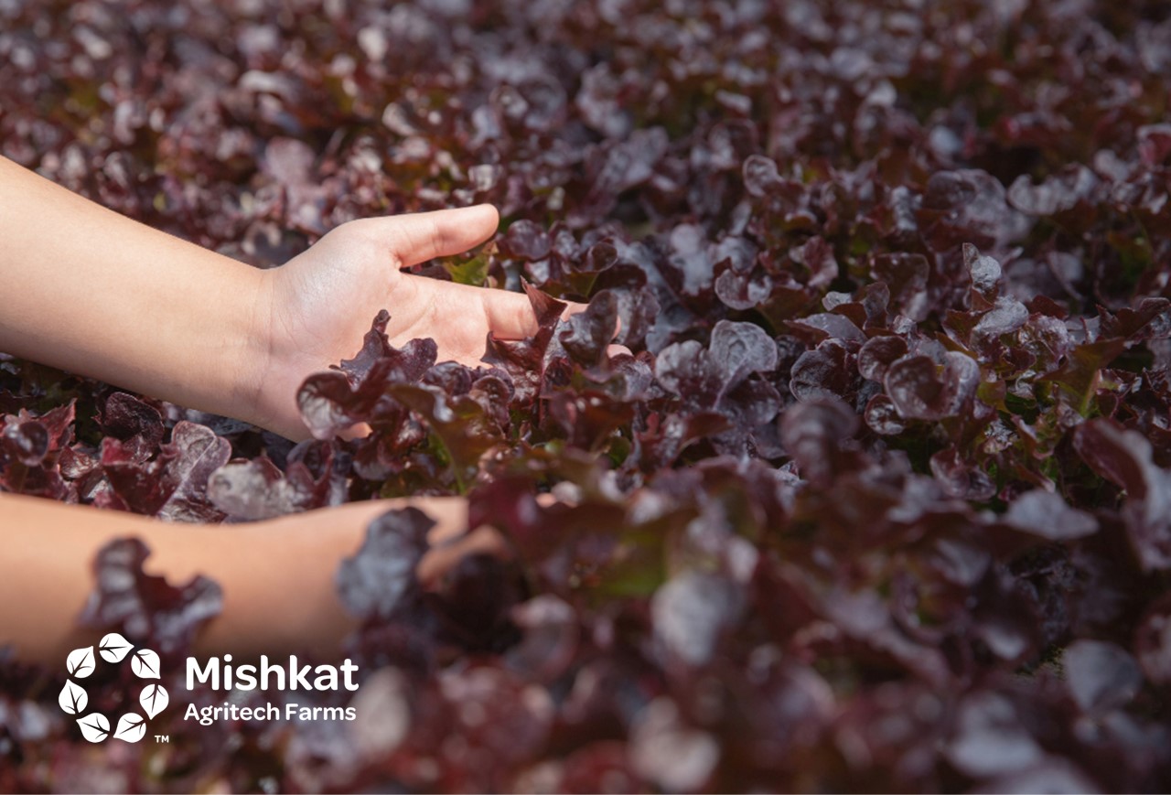 Aquaponics business plan