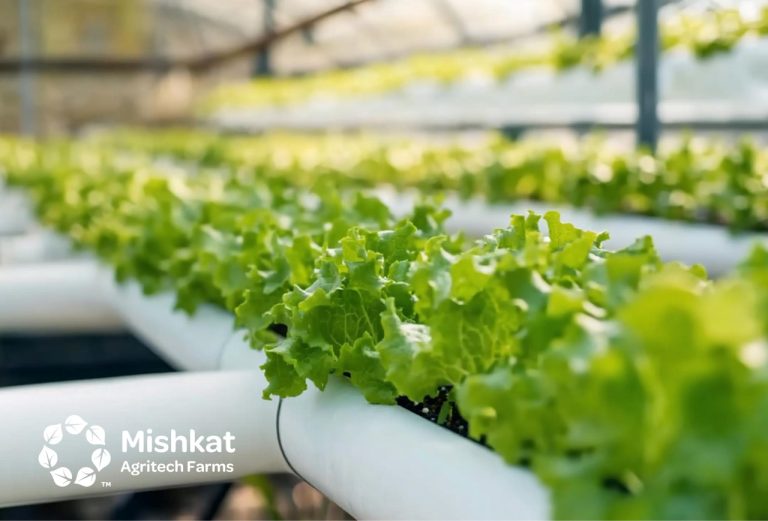 hydroponics business plan