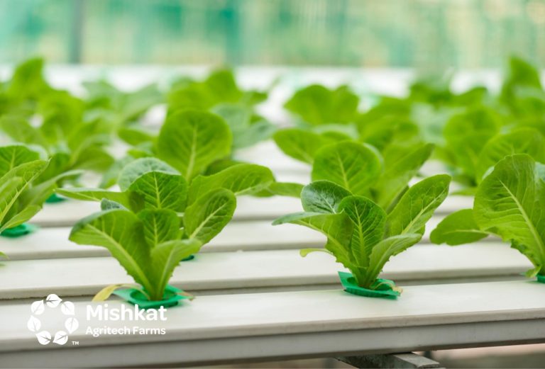 Mishkat Agritech Farms - Greenhouse in Saudi Arabia for Smart Investment Greenhouse farming