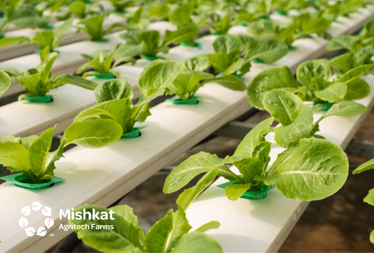 hydroponic system