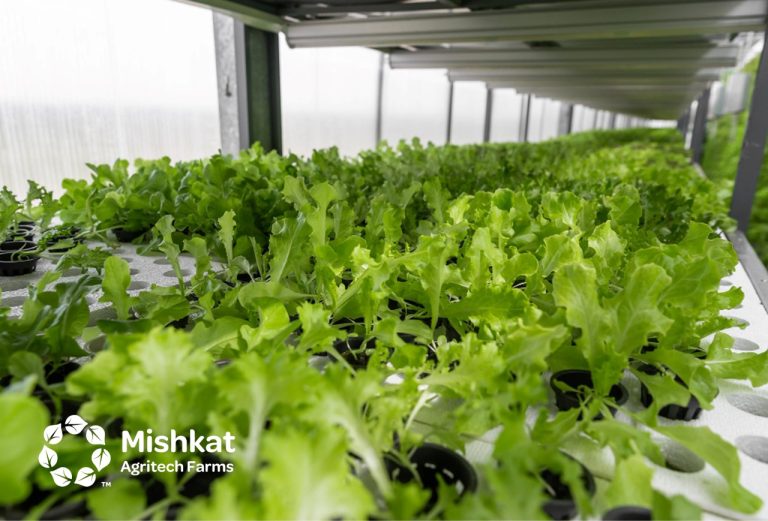 Mishkat Agritech Farms - Hydroponic System Guide for Saudi Projects hydroponic system Modern Farming