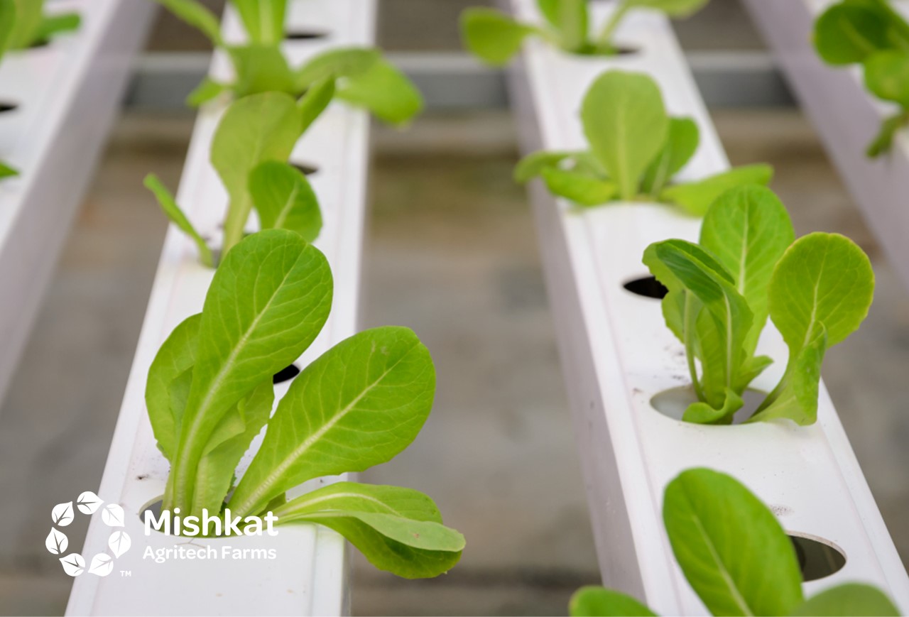 hydroponic system Modern Farming