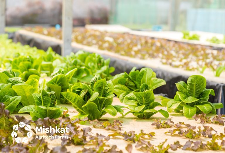 hydroponic system Modern Farming