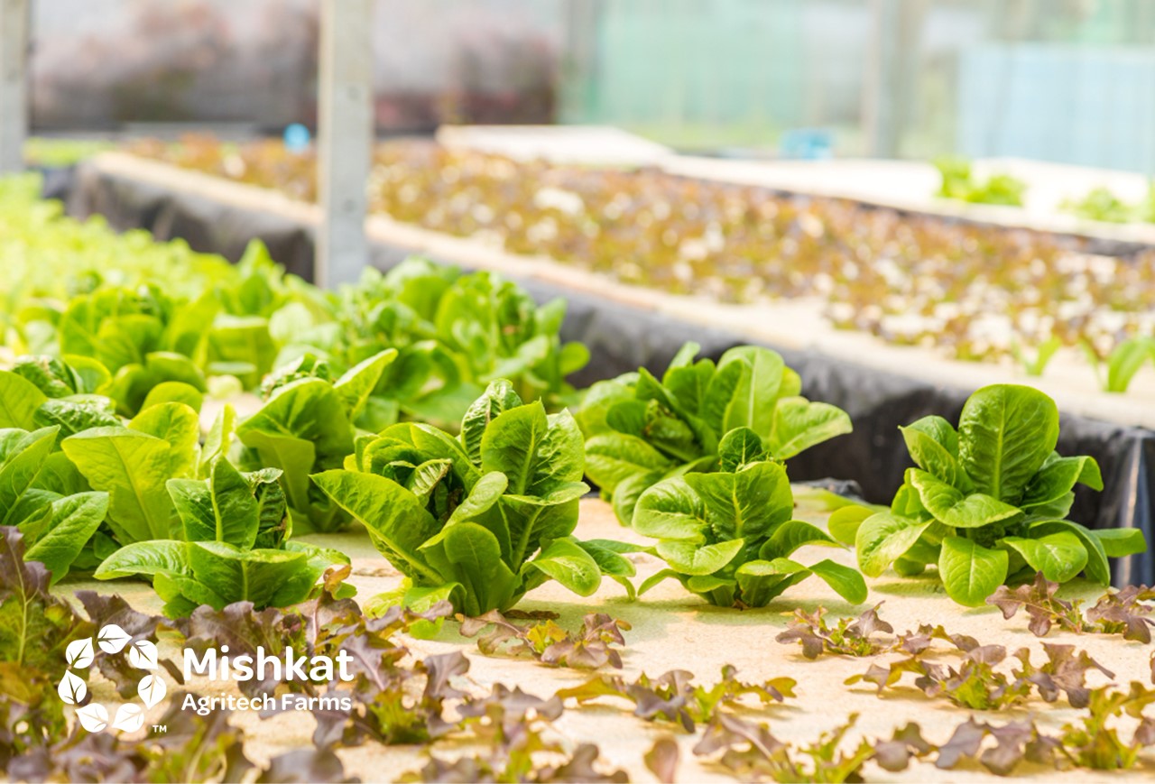 hydroponic system Modern Farming