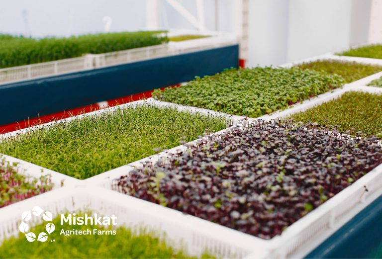 sustainable farming Indoor Farming