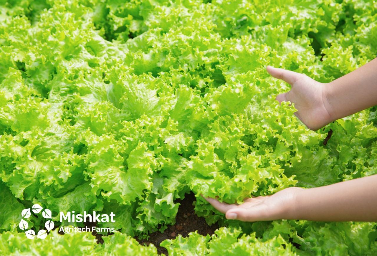 Mishkat Agritech Farms - Why greenhouse farming matters in Saudi Arabia Greenhouse farming