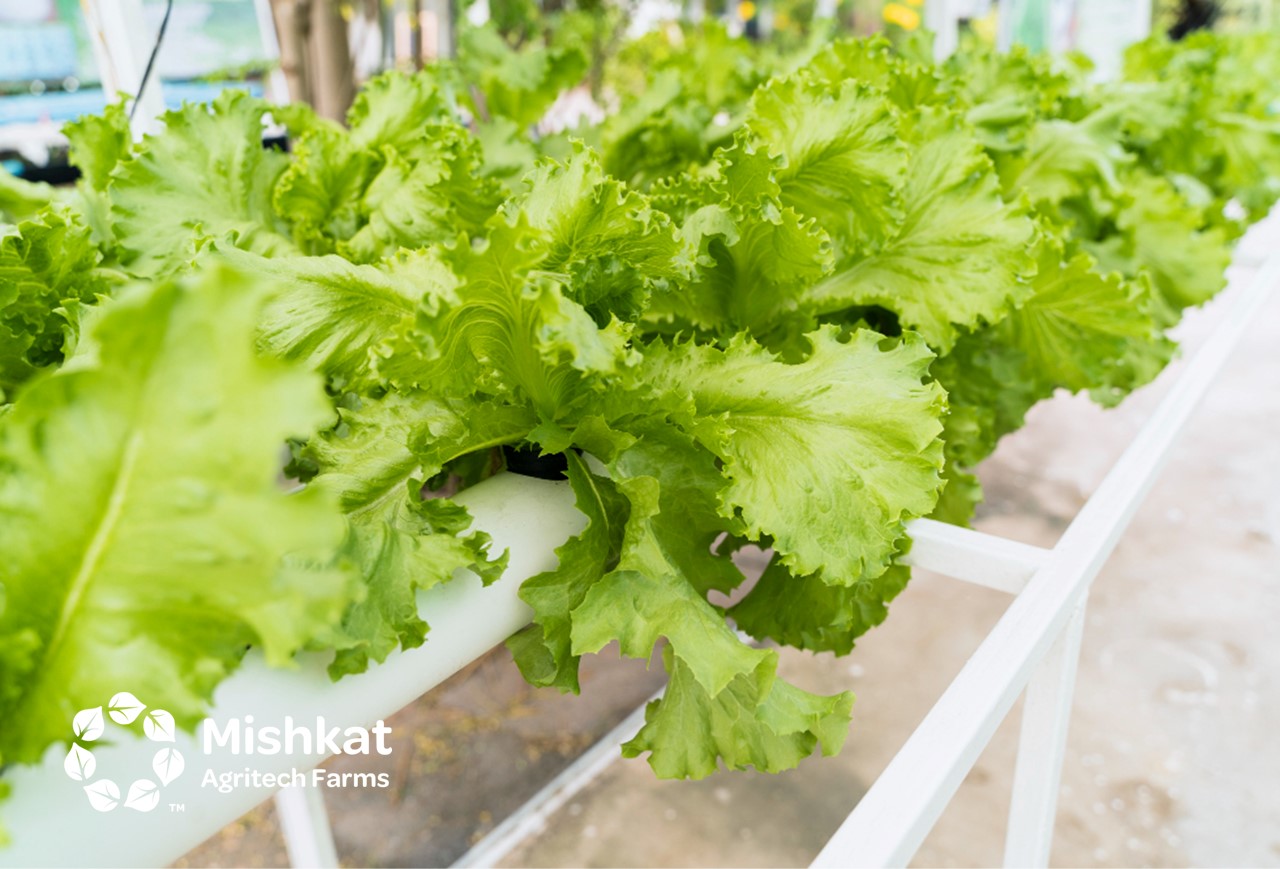 sustainable farming Indoor Farming