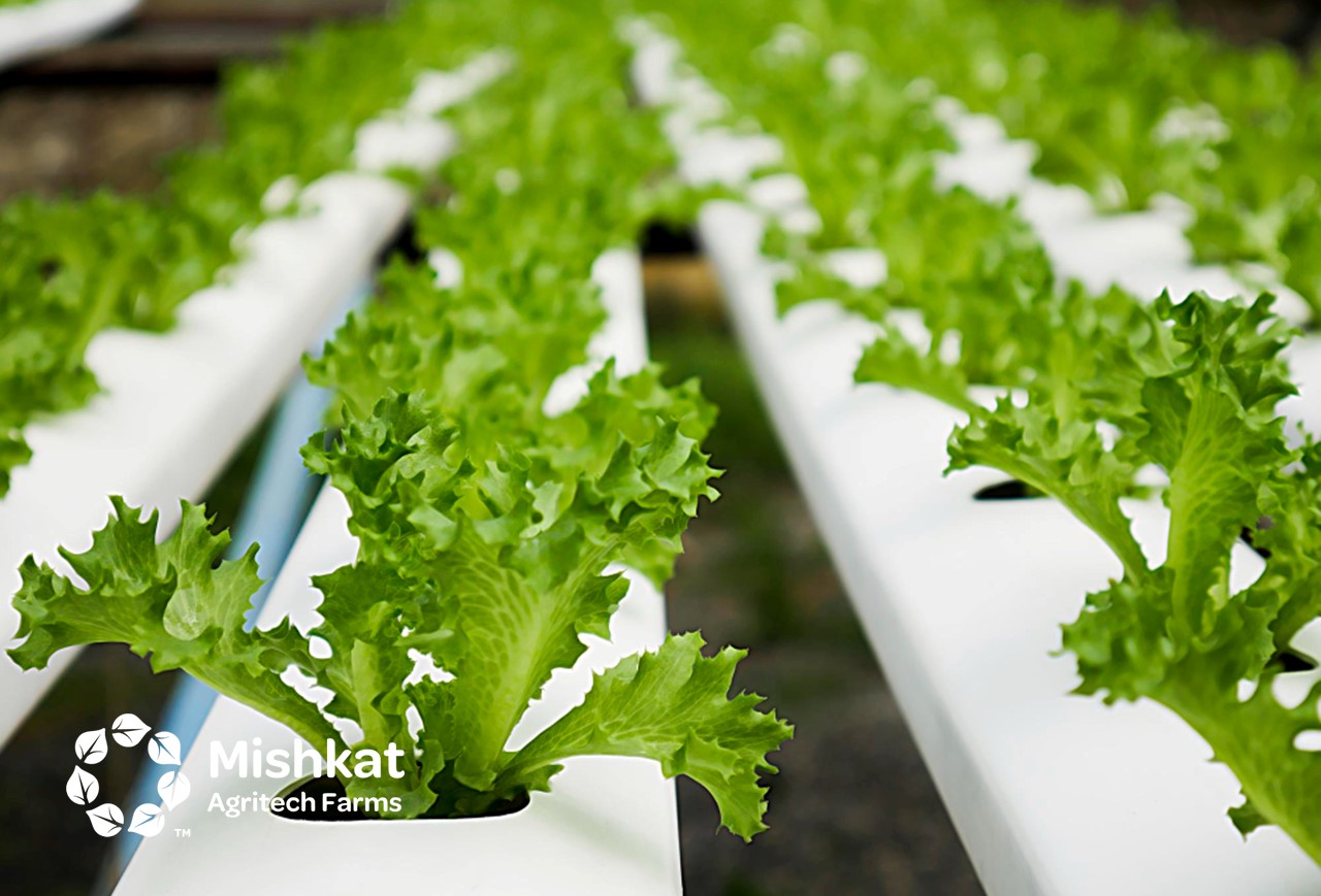 مزارع مشكاة - الزراعة في السعودية: خريطة الاستثمار والتشغيل الذكي الزراعة في السعودية