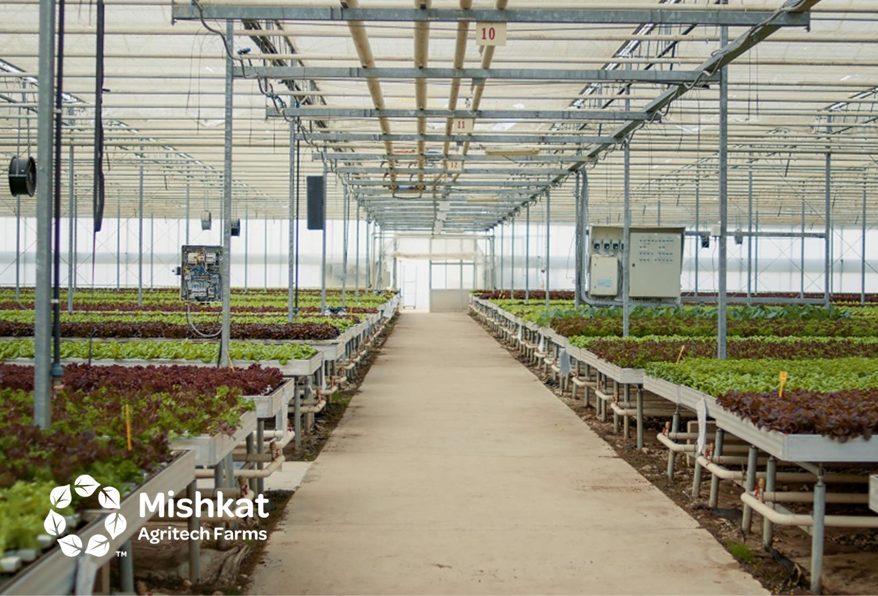 Vertical farming guide for Saudi growers and investors