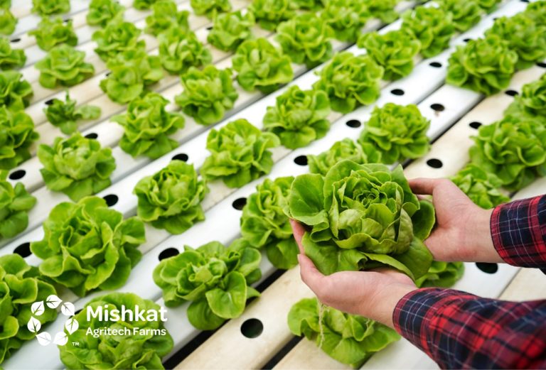 مزارع مشكاة - محاصيل الزراعة المائية: دليل اختيار وربحية في السعودية محاصيل الزراعة المائية