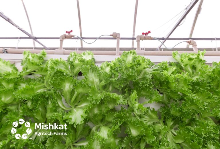 Mishkat Agritech Farms - Why greenhouse farming matters in Saudi Arabia Greenhouse farming