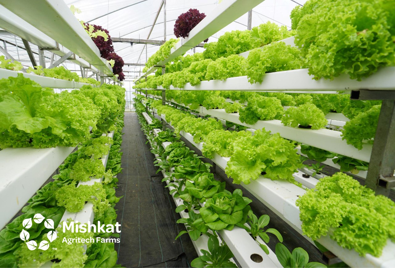 Vertical farming guide for Saudi growers and investors الزراعة العمودية في السعودية: من الفكرة إلى مشروع مربح