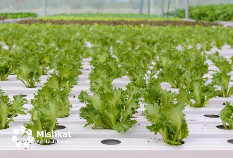 بيوت محمية في السعودية | الصوبة الزراعية