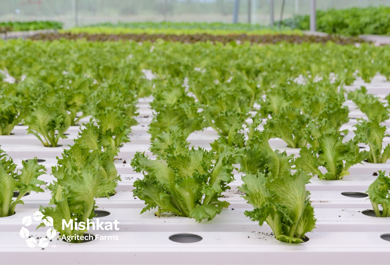 بيوت محمية في السعودية