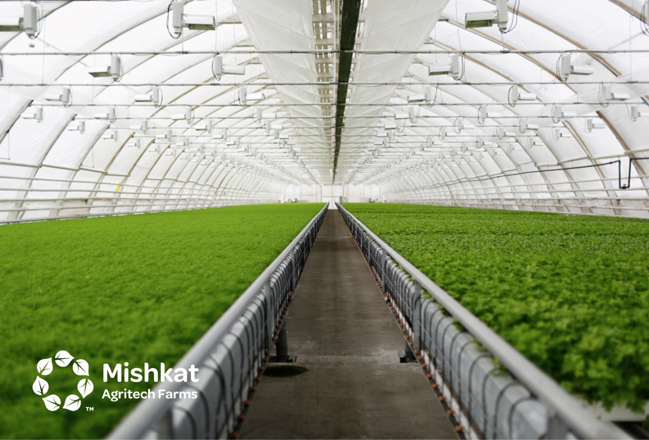 بيوت محمية في السعودية | دراسة جدوى صوبة زراعية | الصوبة الزراعية