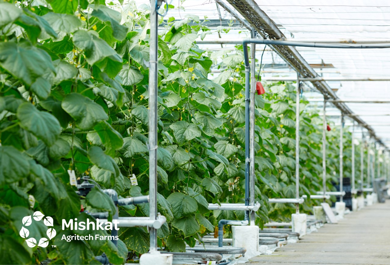 Vertical farming guide for Saudi growers and investors الزراعة العمودية في السعودية: من الفكرة إلى مشروع مربح