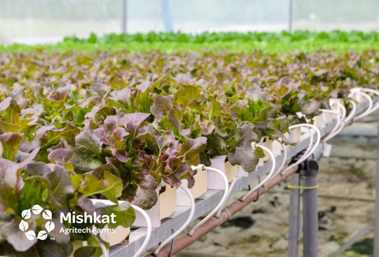 دراسة جدوى الزراعة المائية