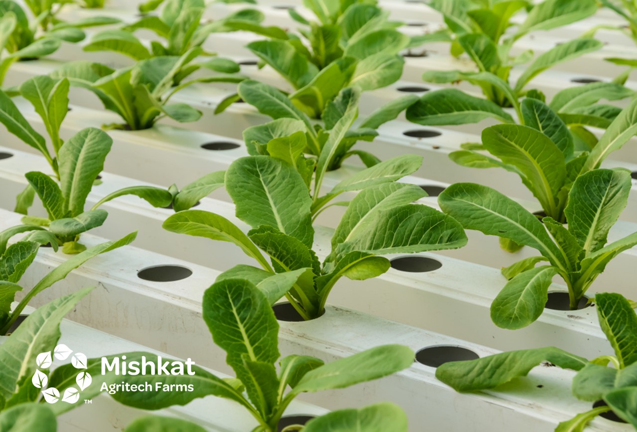 مزارع مشكاة - تقنيات الزراعة الحديثة في السعودية: دليل المستثمر تقنيات الزراعة الحديثة في السعودية