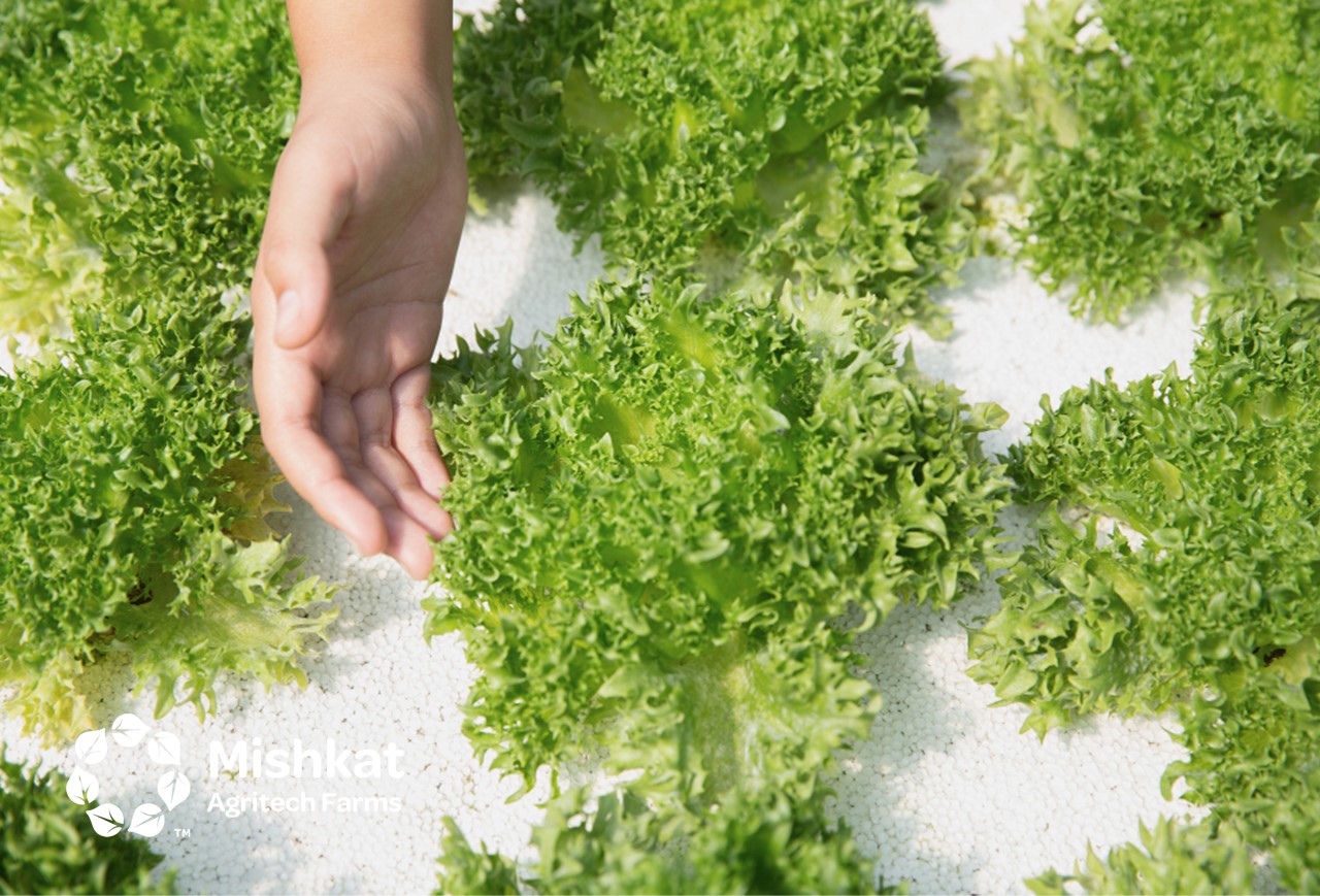 مزارع مشكاة - تقنيات الزراعة الحديثة في السعودية: دليل المستثمر تقنيات الزراعة الحديثة في السعودية