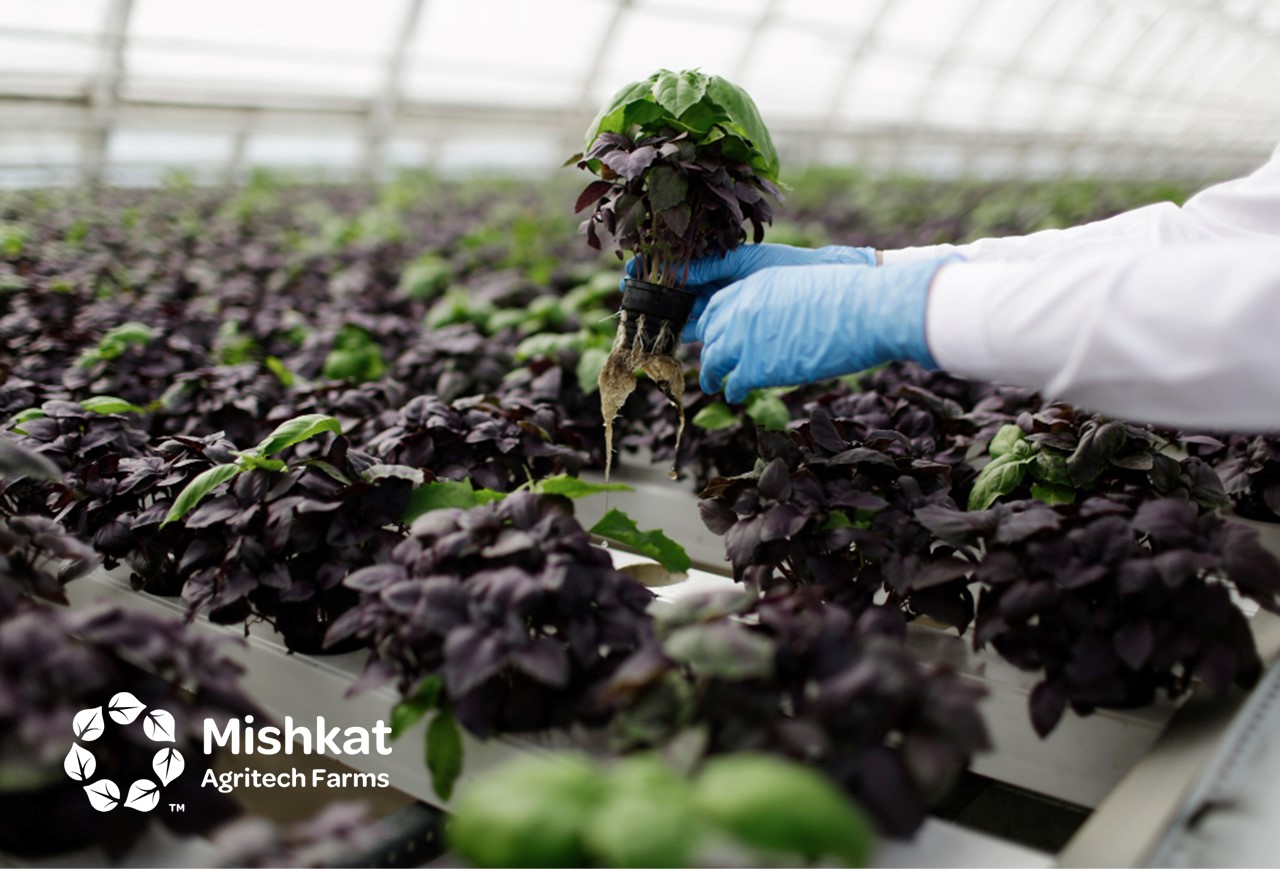 مزارع مشكاة - الشركات الزراعية في السعودية: دليل اختيار الشريك الأنسب الشركات الزراعية في السعودية