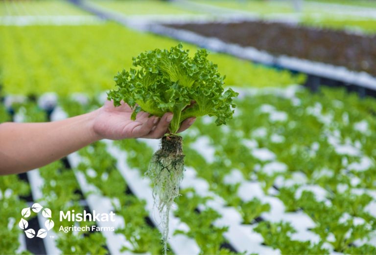 Vertical hydroponics. Hydroponic farming, Hydroponic Farm design