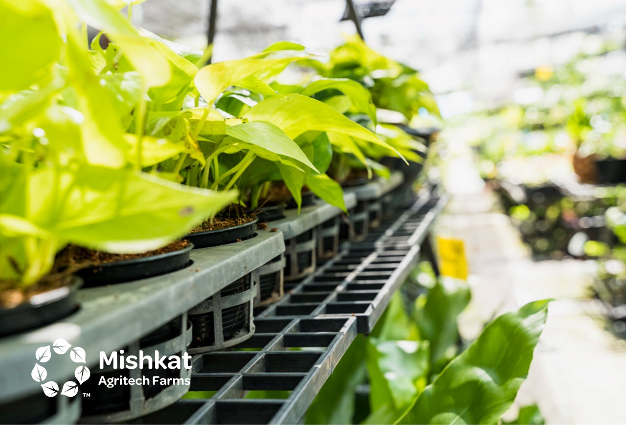 مزارع مشكاة - الزراعة الذكية في السعودية: دليل المستثمر والبيت المحمي الزراعة الذكية في السعودية: دليل المستثمر والبيت المحمي