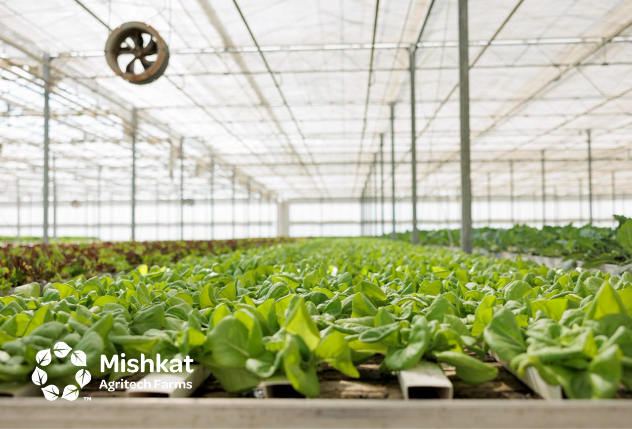 مزارع مشكاة - دليل متقدم حول هيدروبونيك الزراعة المائية في السعودية Hydroponics guide for investors & growers in Saudi Arabia دليل متقدم حول هيدروبونيك الزراعة المائية في السعودية