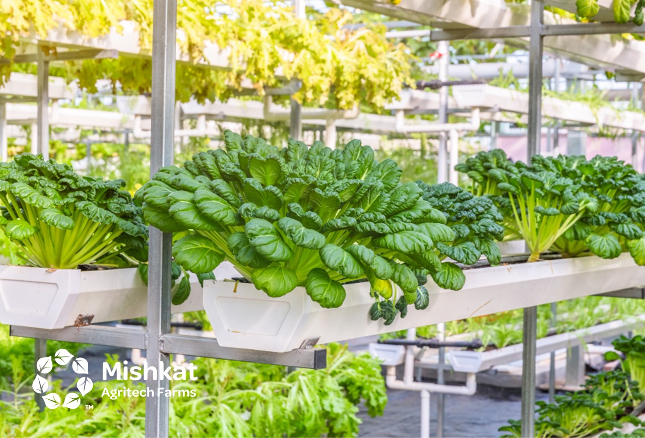 Hydroponics guide for investors & growers in Saudi Arabia دليل متقدم حول هيدروبونيك الزراعة المائية في السعودية