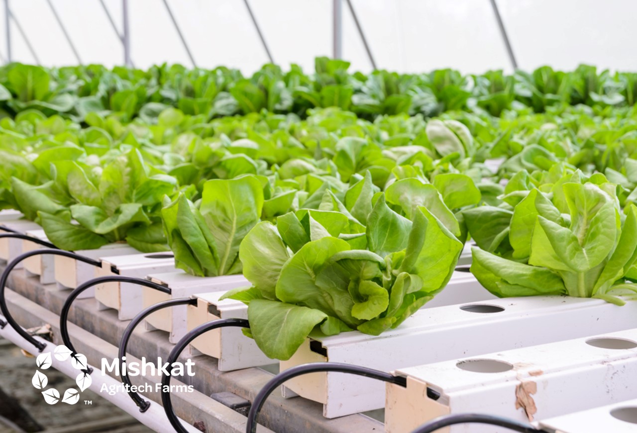 Aquaponics in Saudi Arabia