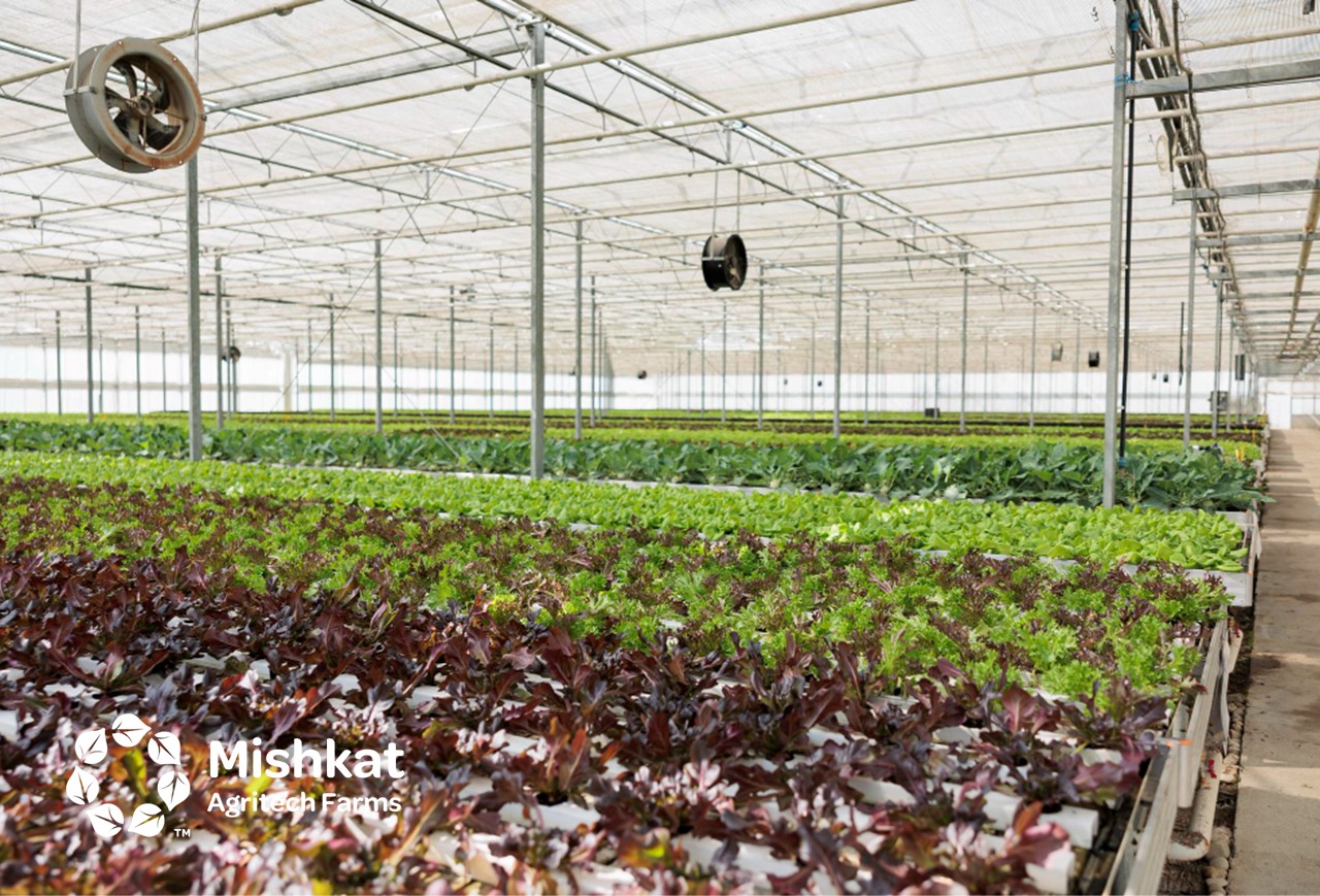 الزراعة الحديثة في السعودية: دليل عملي لأصحاب المشاريع 2026