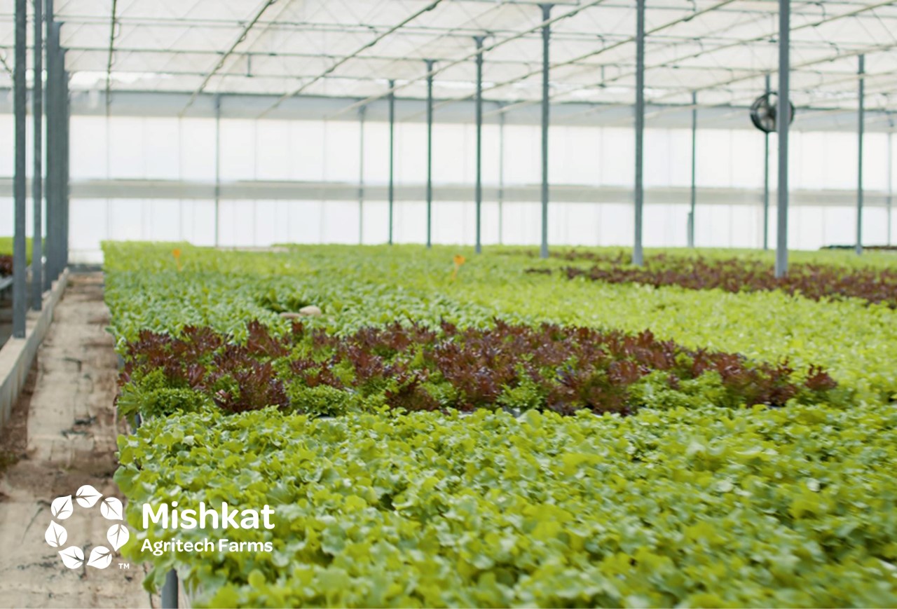 Hydroponics guide for investors & growers in Saudi Arabia دليل متقدم حول هيدروبونيك الزراعة المائية في السعودية