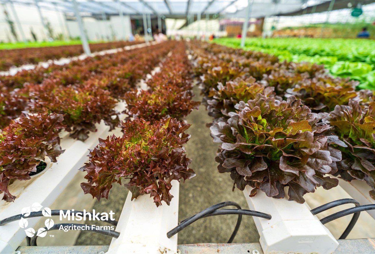 Aquaponics vs Hydroponics for Modern Soilless Farms
الفرق بين الاكوابونيك والهيدروبونيك في الزراعة المائية