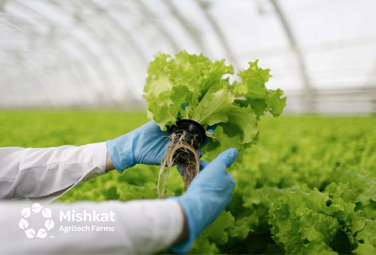 Aquaponics vs Hydroponics for Modern Soilless Farms الفرق بين الاكوابونيك والهيدروبونيك في الزراعة المائية