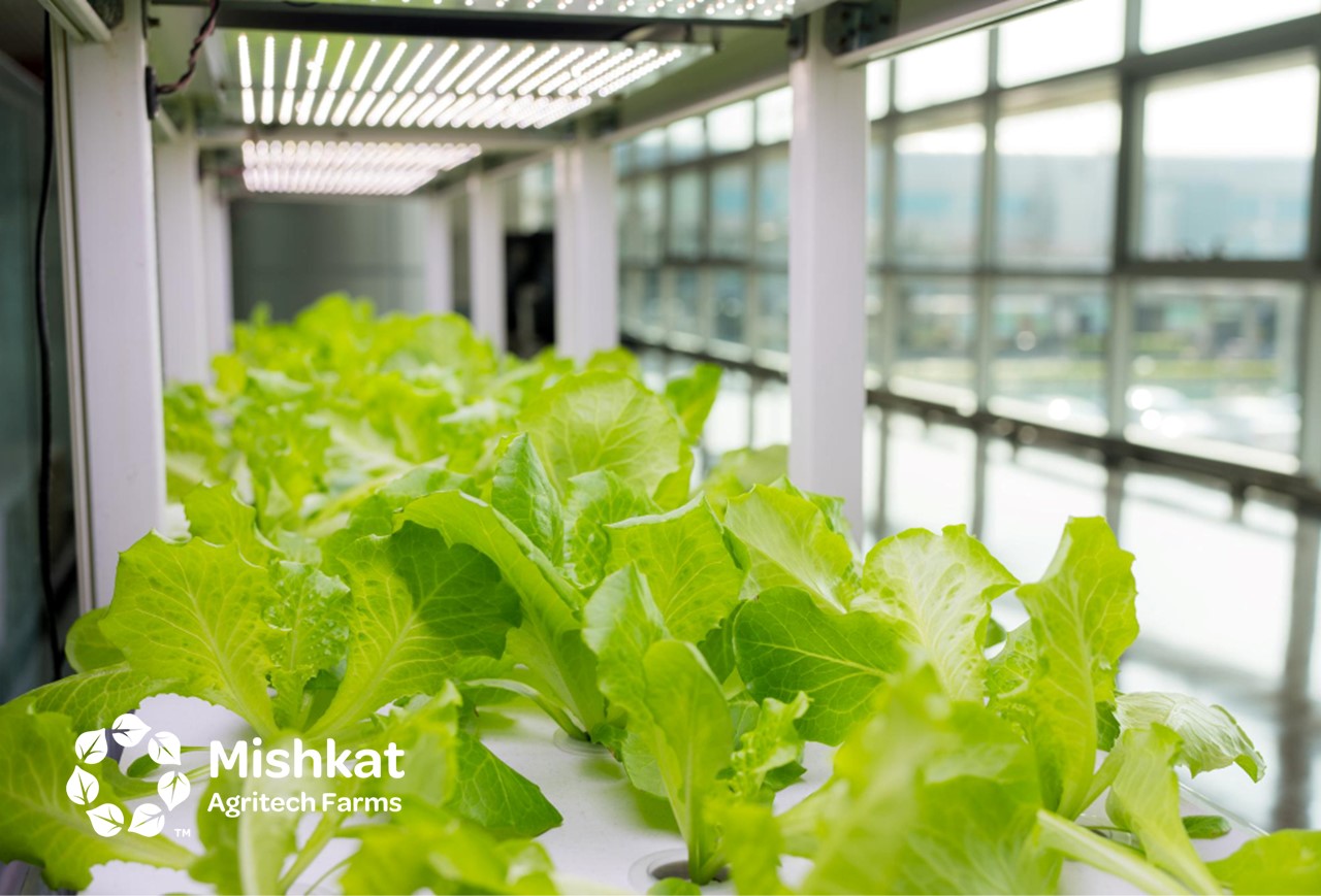 Mishkat Agritech Farms - Hydroponic farming in Saudi Arabia: investor playbook Vertical hydroponics. Hydroponic farming