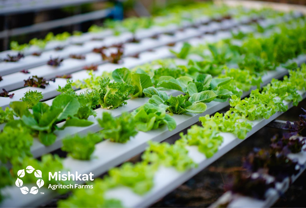 Aquaponics in Saudi Arabia - Aquaponic systems